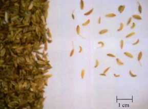 gambar simplisia di halaman detail