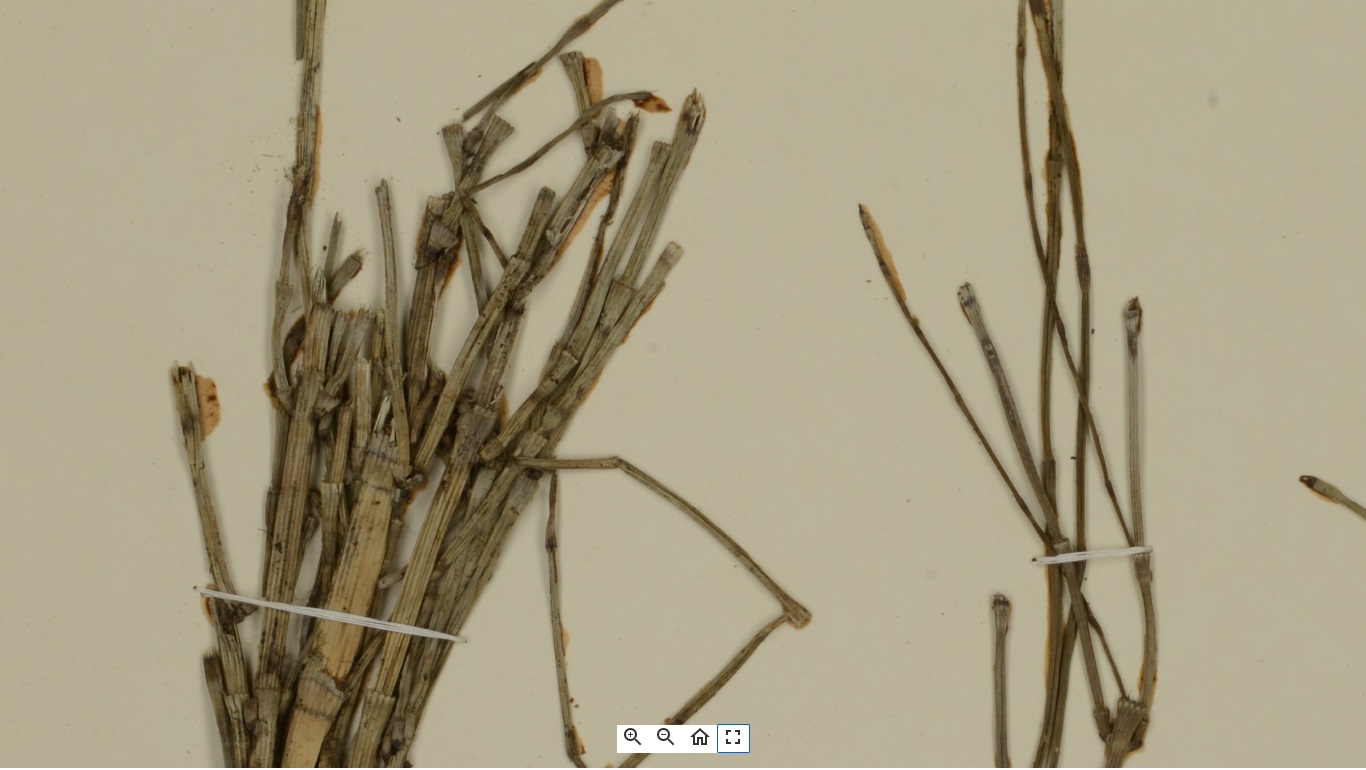 gambar pemerian di halaman detail