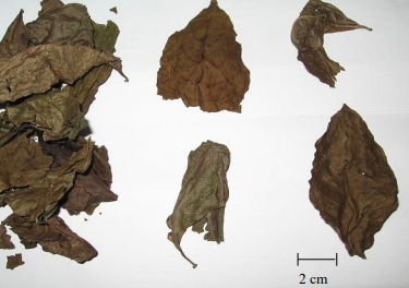 gambar simplisia di halaman detail