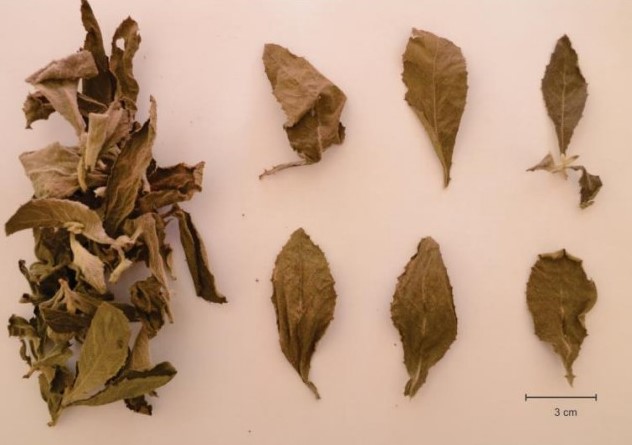 gambar simplisia di halaman detail