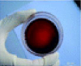 gambar simplisia di halaman detail