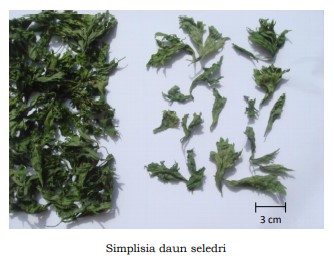 gambar simplisia di halaman detail