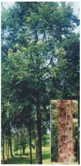 gambar tanaman banyak di halaman detail