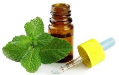 gambar simplisia di halaman detail