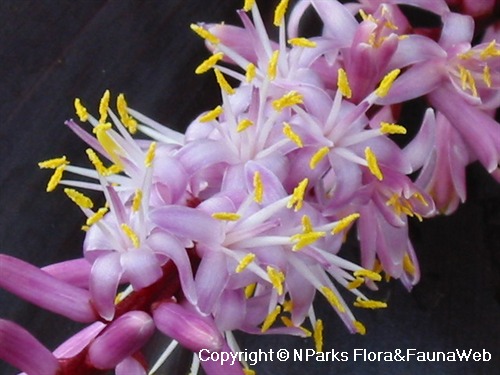 gambar tanaman banyak di halaman detail