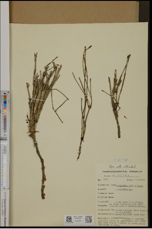 gambar simplisia di halaman detail