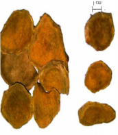 gambar simplisia di halaman detail