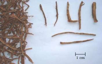 gambar simplisia di halaman detail