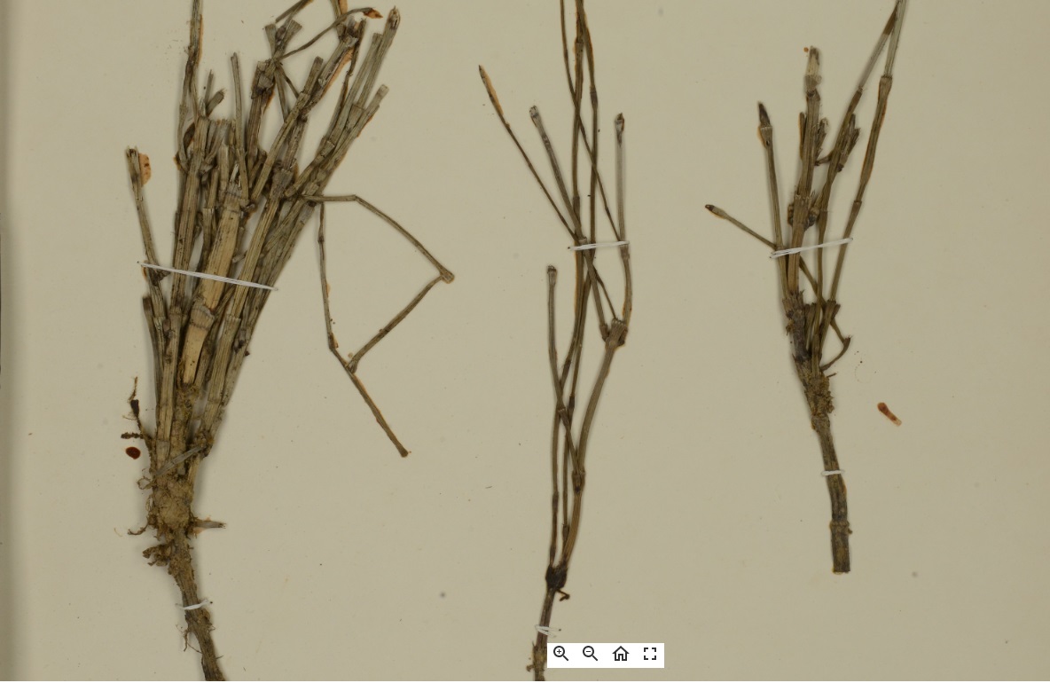 gambar simplisia di halaman detail