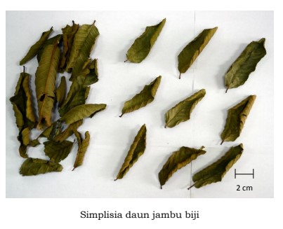 gambar simplisia di halaman detail