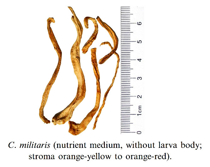 gambar simplisia di halaman detail