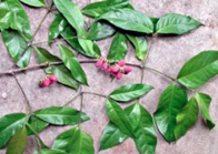 gambar simplisia di halaman detail