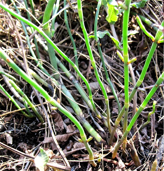 gambar tanaman banyak di halaman detail