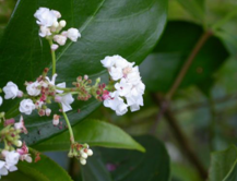 gambar tanaman banyak di halaman detail